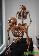 纽约性爱骷髅展引发轰动(组图)